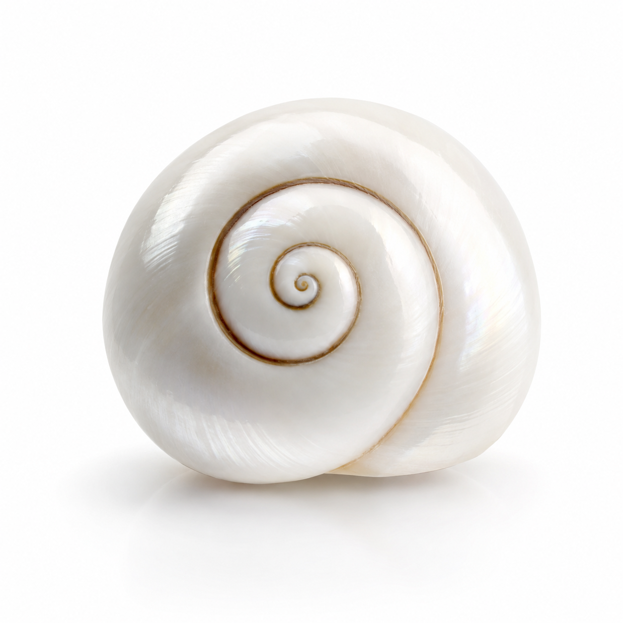 Gomti Chakra